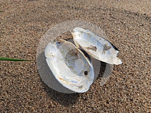 Unio pictorum shell on sand. photo